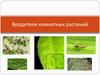 Вредители комнатных растений
