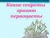 Какие секреты хранят первоцветы