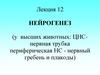 Нейрогенез (у высших животных: ЦНС - нервная трубка периферическая, НС - нервный гребень и плакоды)