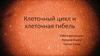 Клеточный цикл и клеточная гибель