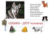 Собака – друг человека