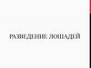 Разведение лошадей