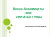 Класс Аскомицеты или сумчатые грибы