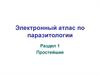 Электронный атлас по паразитологии. Раздел 1 Простейшие