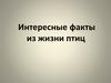 Интересные факты из жизни птиц