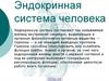 Эндокринные железы человека