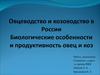 Овцеводство и козоводство в России