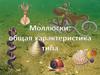 Моллюски: общая характеристика типа