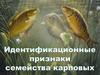 Идентификационные признаки семейства карповых