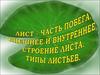 Лист. Внутреннее строение листа