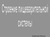 Строение пищеварительной системы