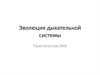 Эволюция дыхательной системы