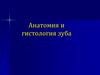 Анатомия и гистология зуба