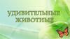 Удивительные животные