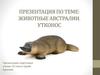 Животные Австралии. Утконос