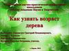 Как узнать возраст дерева