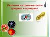 Различия в строении клеток эукариот и прокариот