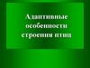 Адаптивные особенности строения птиц