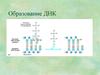 Образование ДНК