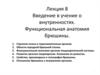 Учение о внутренностях. Функциональная анатомия брюшины