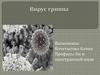 Вирус гриппа