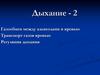 Дыхание.  Газообмен между альвеолами и кровью. Транспорт газов кровью. Регуляция дыхания