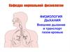 Физиология дыхания. Внешнее дыхание и транспорт газов кровью