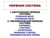 Центральная нервная система: спинной мозг, головной мозг