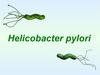 Семейство Helicobacter pylori