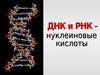 Нуклеиновые кислоты ДНК и РНК