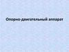 Опорно-двигательный аппарат