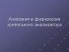 Анатомия и физиология зрительного анализатора