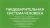 Пищеварительная система человека
