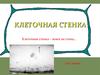 Клеточная стенка