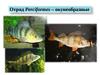 Отряд Perciformes – окунеобразные