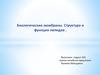 Биологические мембраны. Структура и функция липидов