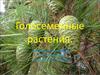 Голосеменные растения