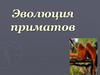Эволюция приматов