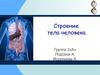 Строение тела человека
