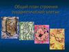 Общий план строения эукариотической клетки