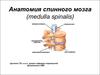 Анатомия спинного мозга (medulla spinalis)