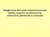 Морфология бактерий, грибов, спирохет, актиномицетов, микоплазм, риккетсий и хламидий