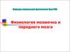 Физиология мозжечка и переднего мозга