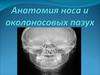 Анатомия носа и околоносовых пазух. Наружный нос. Хрящи, вид спереди