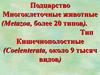 Подцарство Многоклеточные животные. Тип Кишечнополостные