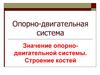 Опорно-двигательная система. Значение опорно-двигательной системы. Строение костей