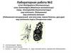Жгутиконосцы. Животные жгутиконосцы. Кинетопластиды. Лейшмании