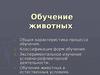 Обучение животных
