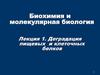 Деградация пищевых и клеточных белков. (Лекция 1)