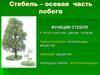 Клеточное строение стебля